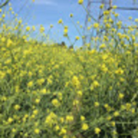 Meet your Posher, Thomas - Picture 1 of 1